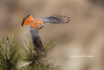 American-Kestrel;Falco-sparverius;Flying-Bird;Kestrel;Photography;Takeoff;action